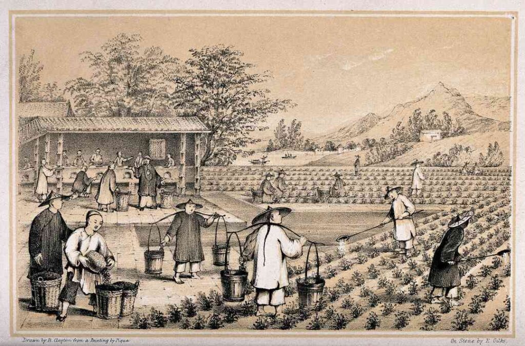 piantagione tè